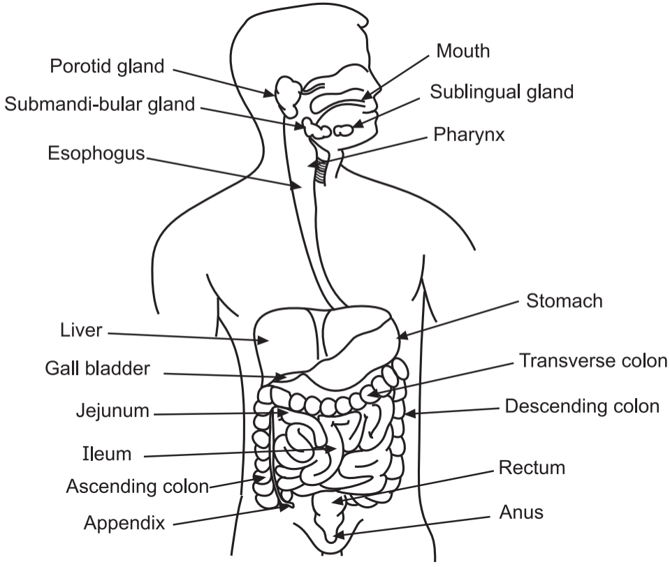 The alimentary canal and accessory organs of the digestive system