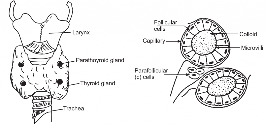 Thyroid gland (Chemical Coordination and Regulations)