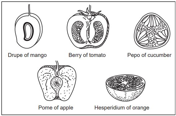 Types of flashy fruits