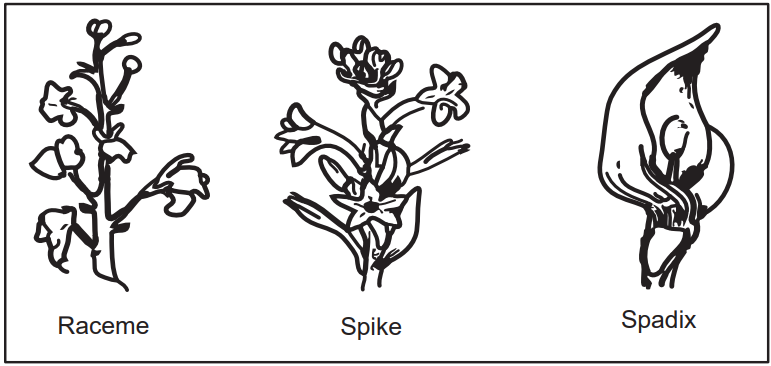 Types of inflorescence