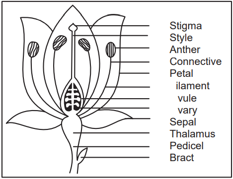 Typical parts of a flower