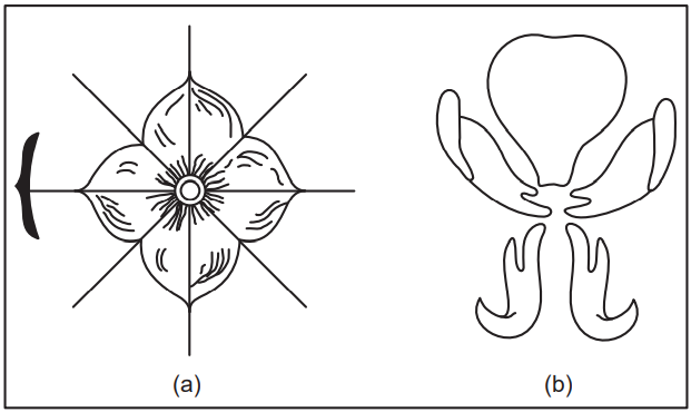 (a) Actinomorphic flower (b) Zygomorphic flower