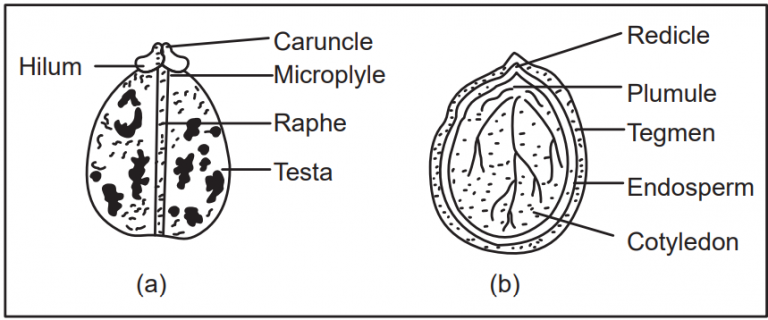 Morphology of Seeds - Solution Parmacy