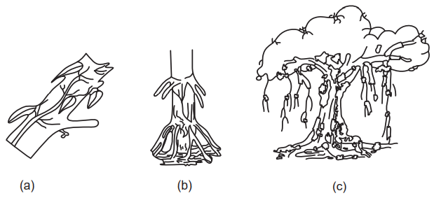 (a) Climbing root (b) Stilt root (c) Columnar root