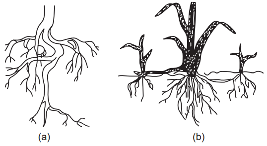 (a) Taproot system and (b) Adventitious root system