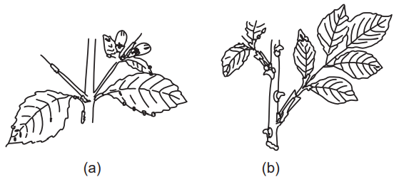 (a) Thorns of duranta (b) Rose prickles