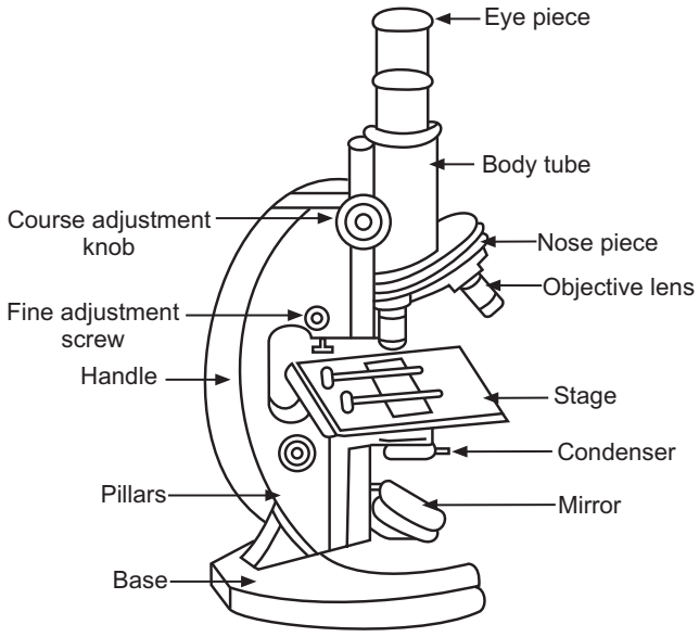 Compound microscope 