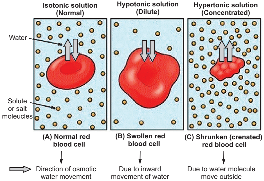 Effect of Osmotic Pressure on Red Blood Cells (RBCs)