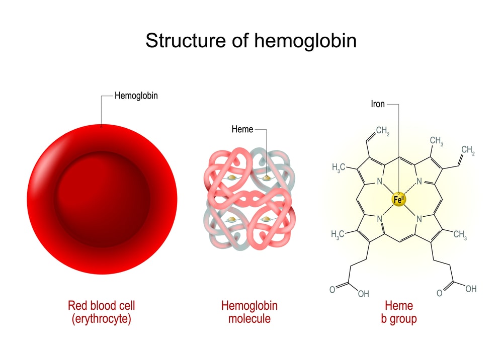 Estimation of Haemoglobin Content