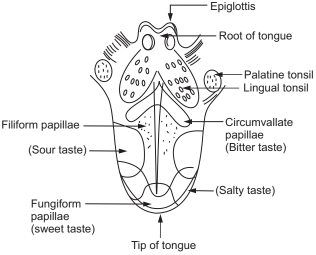 Various regions of the tongue for the perception of taste
