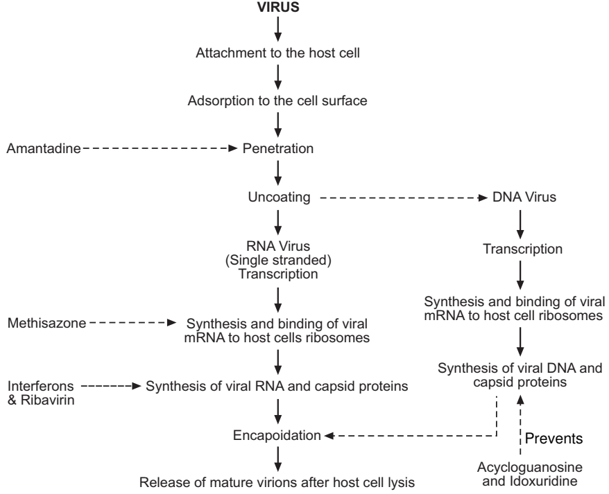 Various steps involved in the viral replication
