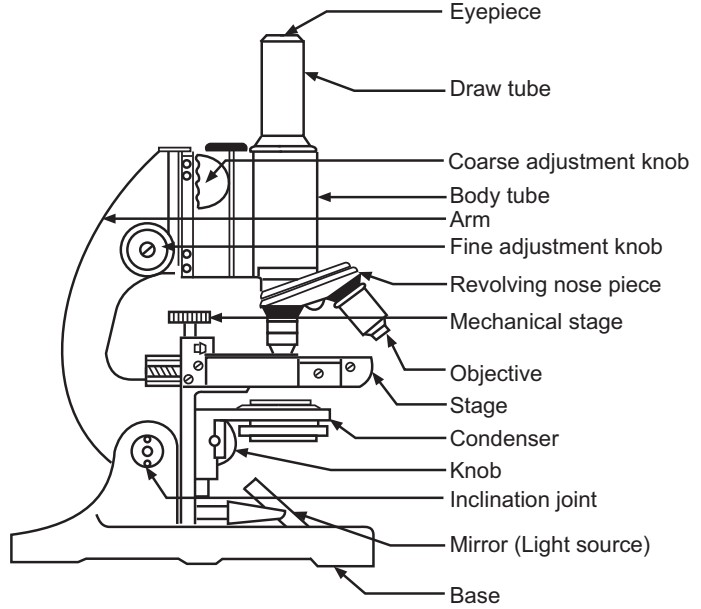Compound microscope