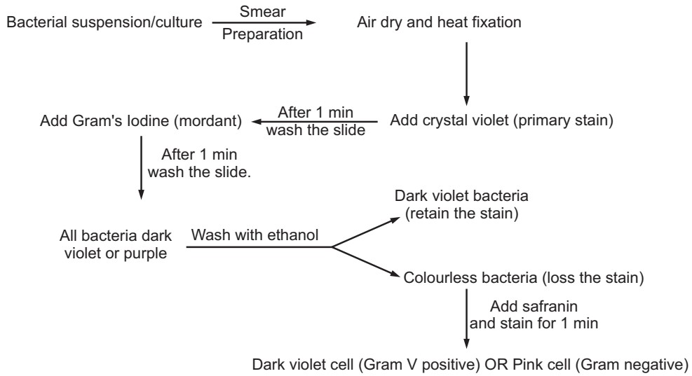 Procedure of Gram staining