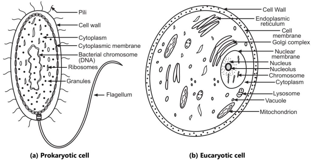 Prokaryotic and Eukaryotic cell structures 