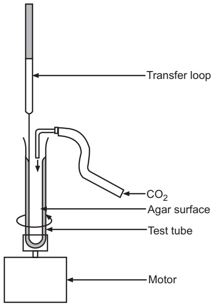Roll tube method for isolation of stringent anaerobes