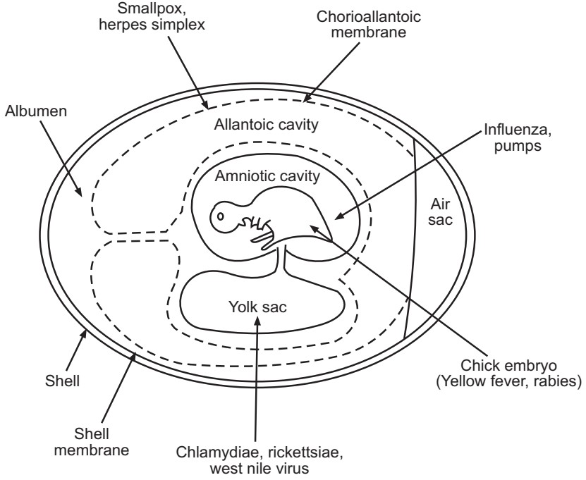 A chick embryo showing the inoculation routes for virus cultivation