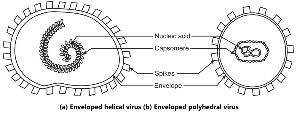 Enveloped viruses