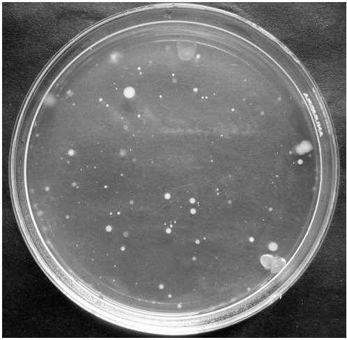 Growth of microbes isolated by settle plate method