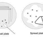 Isolation of Pure Culture by Streak Plate Method