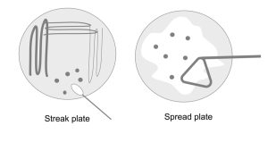 Isolation Of Pure Culture By Streak Plate Method And Other Techniques