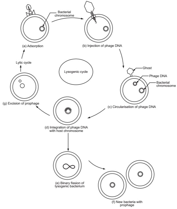 Lysogenic life cycle of a bacteriophage