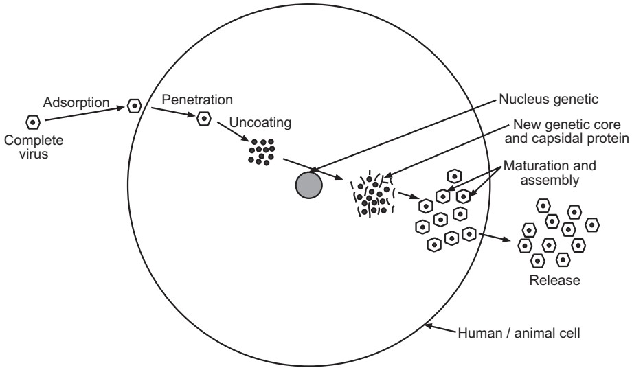 Viral multiplication in human / animal cell