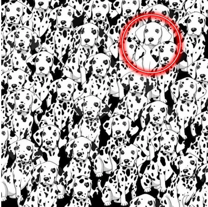 Can You Find the Hidden Dog Among These Dalmatians in Just 8 Seconds