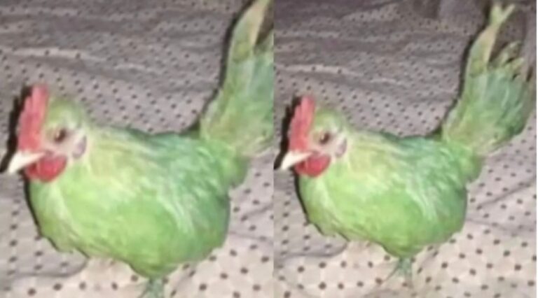 When a Pakistani man sold a hen for Rs 6,500 by claiming it was a parrot
