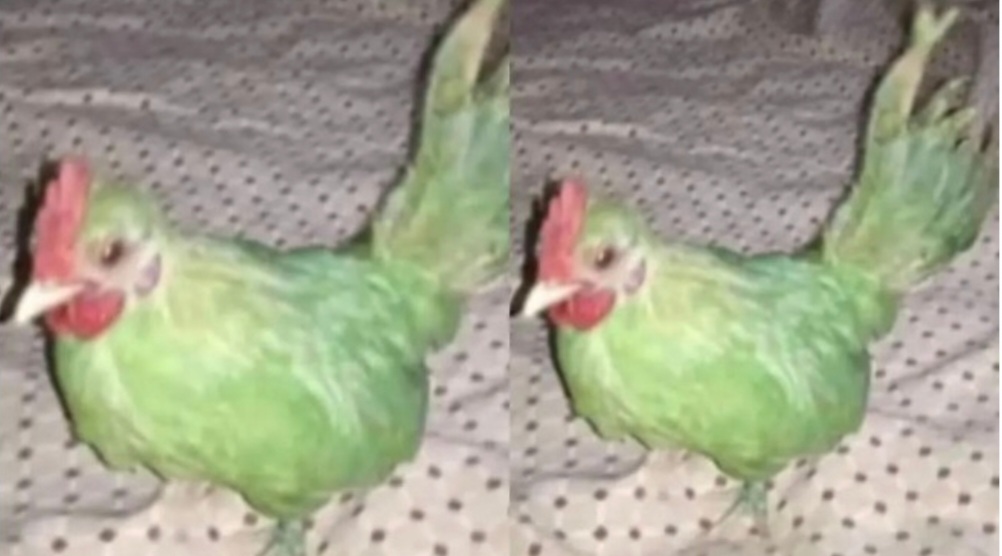 When a Pakistani man sold a hen for Rs 6,500 by claiming it was a parrot