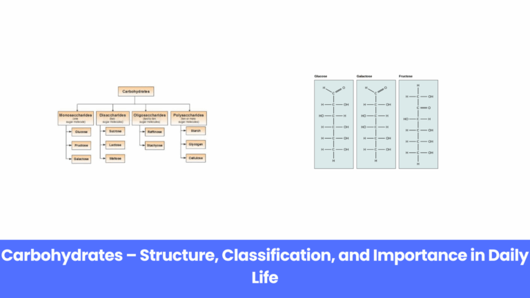 What Are Carbohydrates? Structure, Types, and Functions Explained